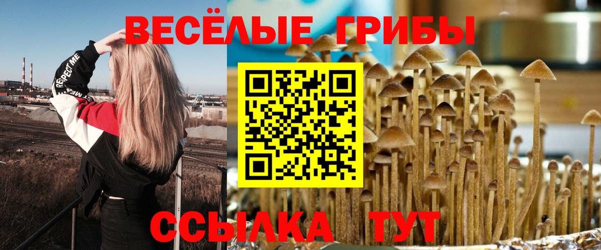 Галлюциногенные грибы Psilocybe Обнинск